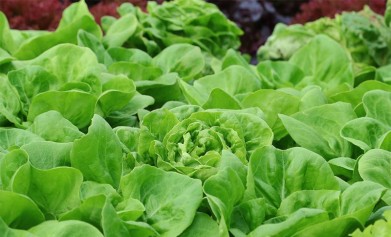 大量元素水溶肥灌溉需要注意哪些事項(xiàng)？